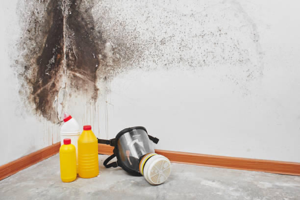 Best Mold Removal Company Near Me  in Bressler, PA
