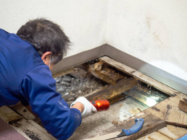 Best Mold Testing  in Bressler, PA