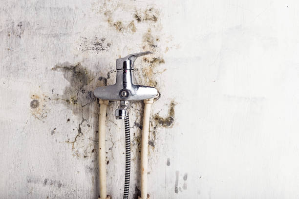 Best Fast Mold Removal  in Bressler, PA