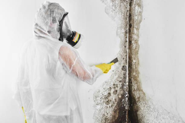 Best Mold Remediation  in Bressler, PA