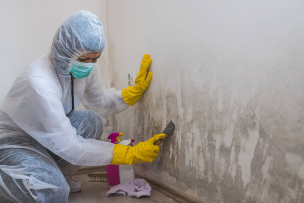 Best Mold Damage Repair  in Bressler, PA