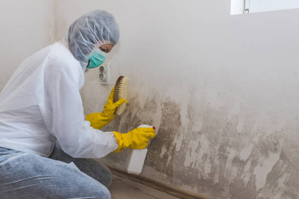 Mold Removal Process in Bressler, PA