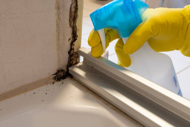 Best Mold Removal Near Me  in Bressler, PA