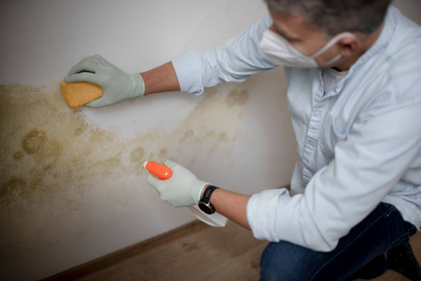 Best Mold Cleaning Services  in Bressler, PA