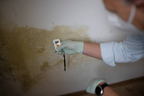 Attic Mold Removal in Bressler, PA