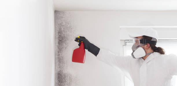 Best Certified Mold Removal  in Bressler, PA