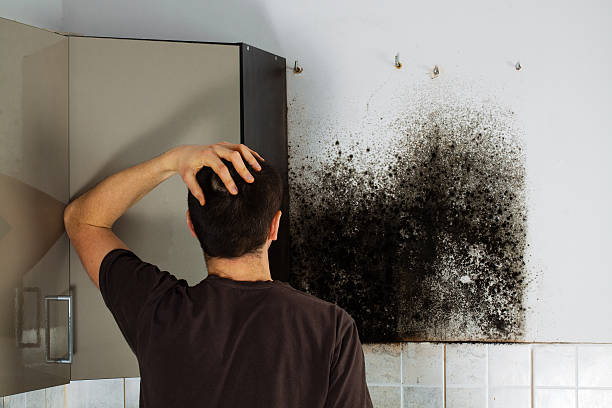 Best Residential Mold Removal  in Bressler, PA