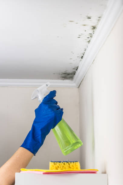 Best Office Mold Removal Services  in Bressler, PA
